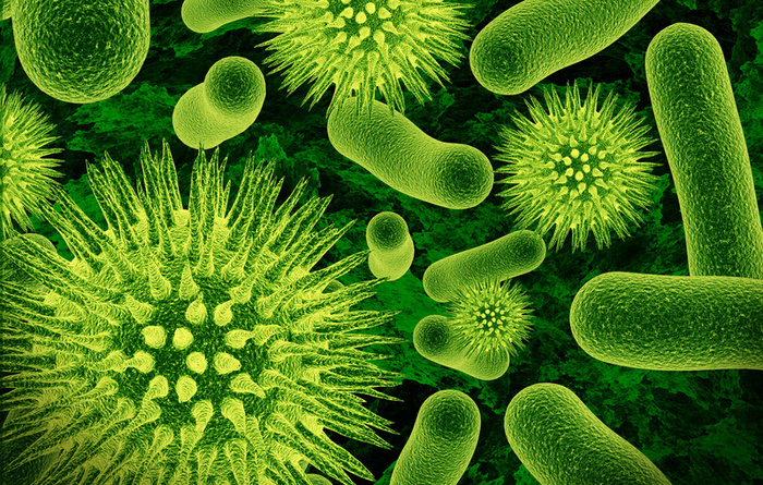 bakterija slika